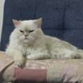 Persian Cat