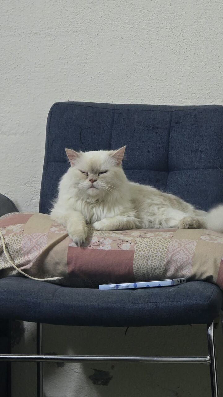 Jeddah, Pet Adoption, Persian Cat