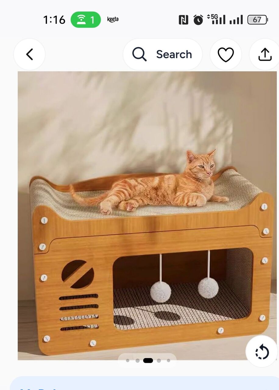 Jeddah, Pet Adoption, Persian Cat