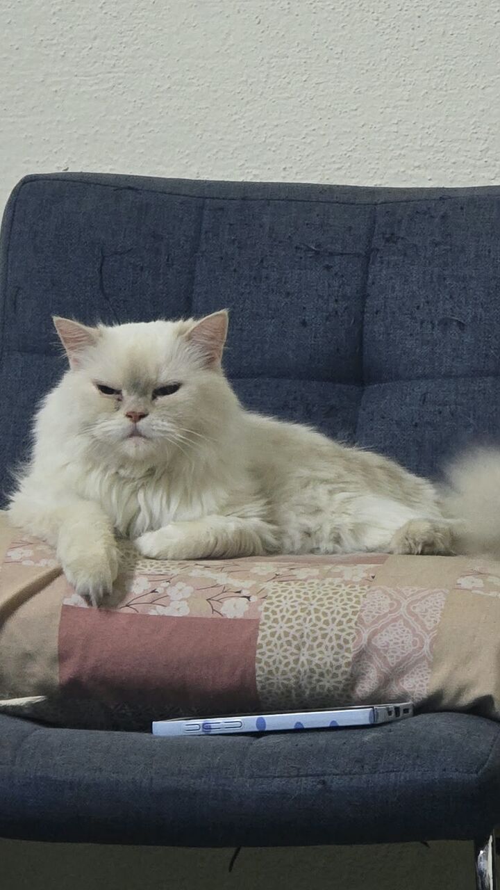 Jeddah, Pet Adoption, Persian Cat