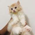 Doll Face Persian Kittens For Sale California