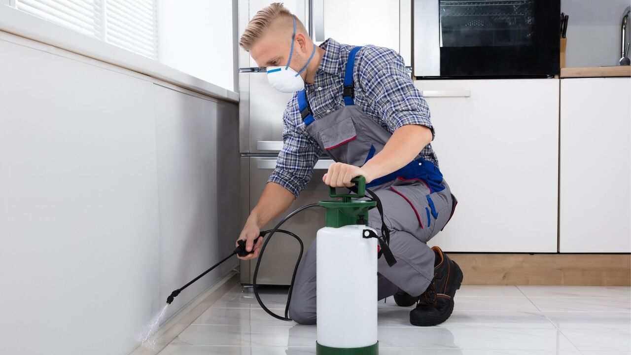 New York, Pest Control, Trusted Legal Support For Pest Control Expert Witness On Termites