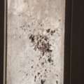 Pest Control & Cleaning Services Riyadh | Cockroach Bed Bug Ant Spray & Sofa Shampooing |