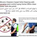 Best Pest Control Services Riyadh | Cockroach Bed Bug Ant Spray & Sofa Shampooing |