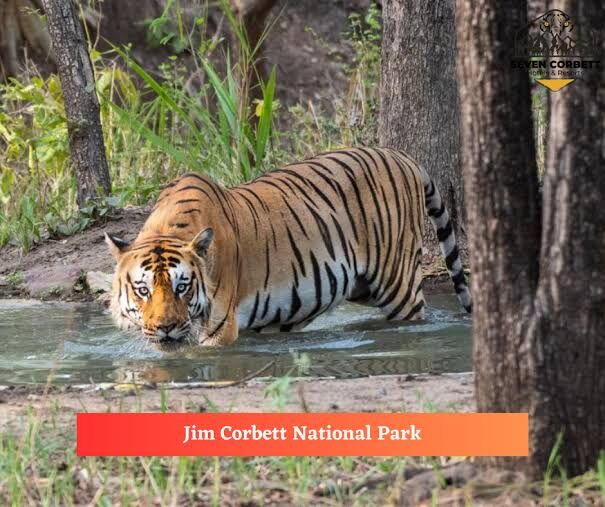 Mumbai, Travel, Corbett National Park Package 2 Nights 3 Days INR:6900/-
