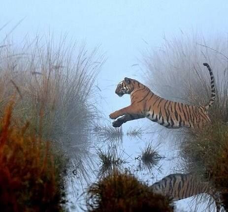 Mumbai, Travel, Corbett National Park Package 2 Nights 3 Days INR:6900/-