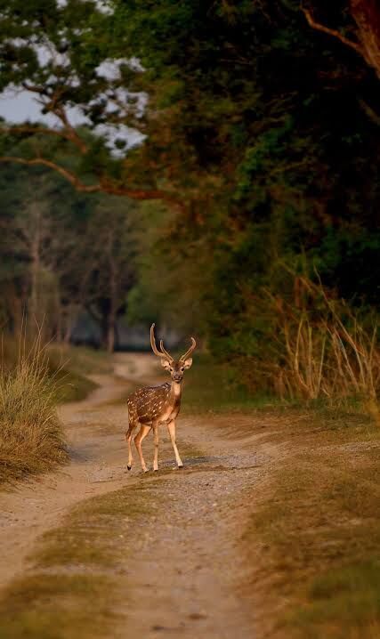 Mumbai, Travel, Corbett National Park Package 2 Nights 3 Days INR:6900/-