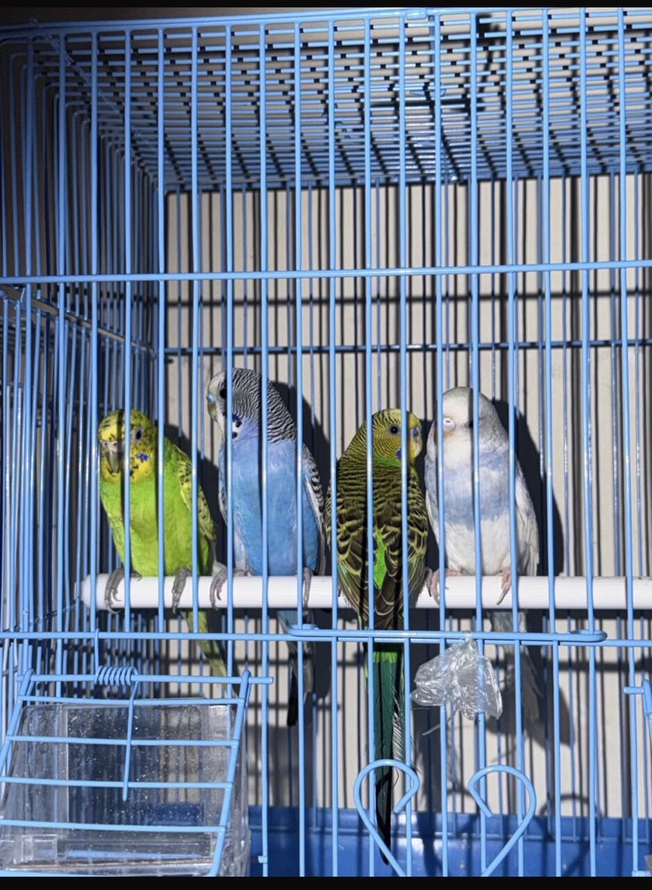 Jeddah, Pet Supplies, SAR 250,  Beautiful Budgies