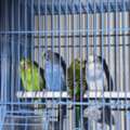 SAR 250,  Beautiful Budgies