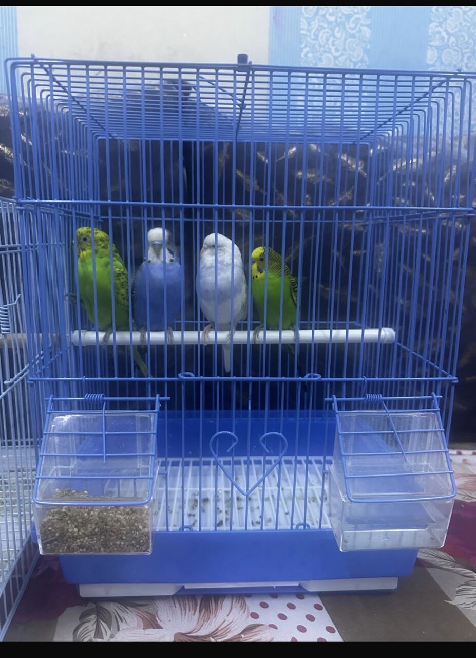 Jeddah, Pet Supplies, SAR 250,  Beautiful Budgies