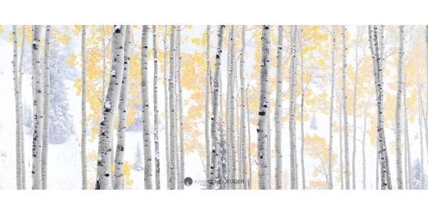 New York, Appliances, USD 2600,  Aspen Blizzard: Panoramic Colorado Aspen Tree Artwork