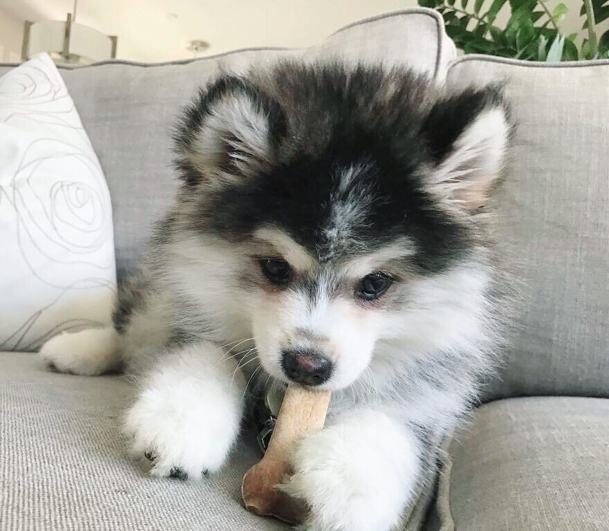 Abu Dhabi, Pet Adoption, Gorgeous 14 Weeks Old Pomsky Puppy