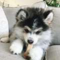 Gorgeous 14 Weeks Old Pomsky Puppy