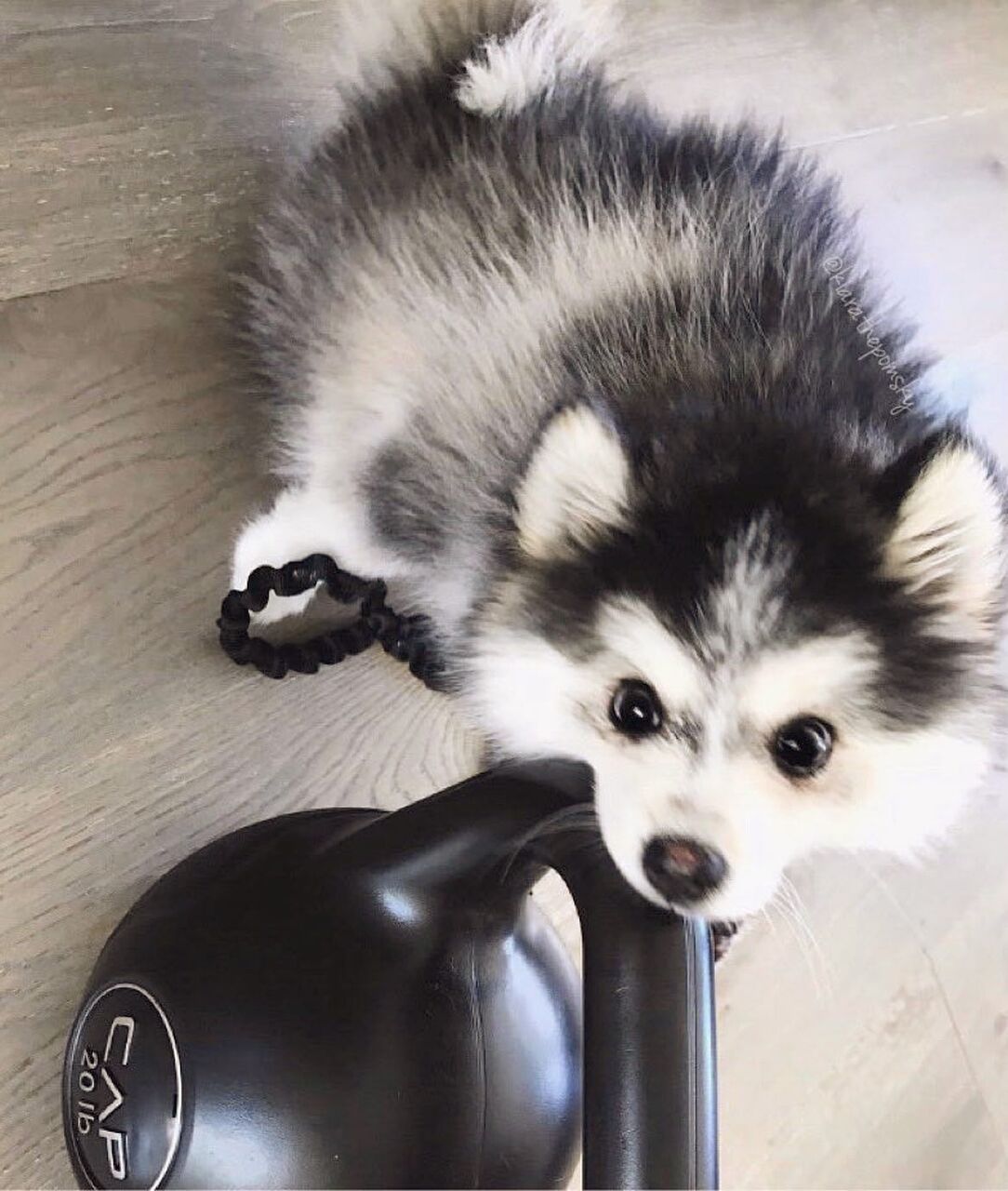 Abu Dhabi, Pet Adoption, Gorgeous 14 Weeks Old Pomsky Puppy