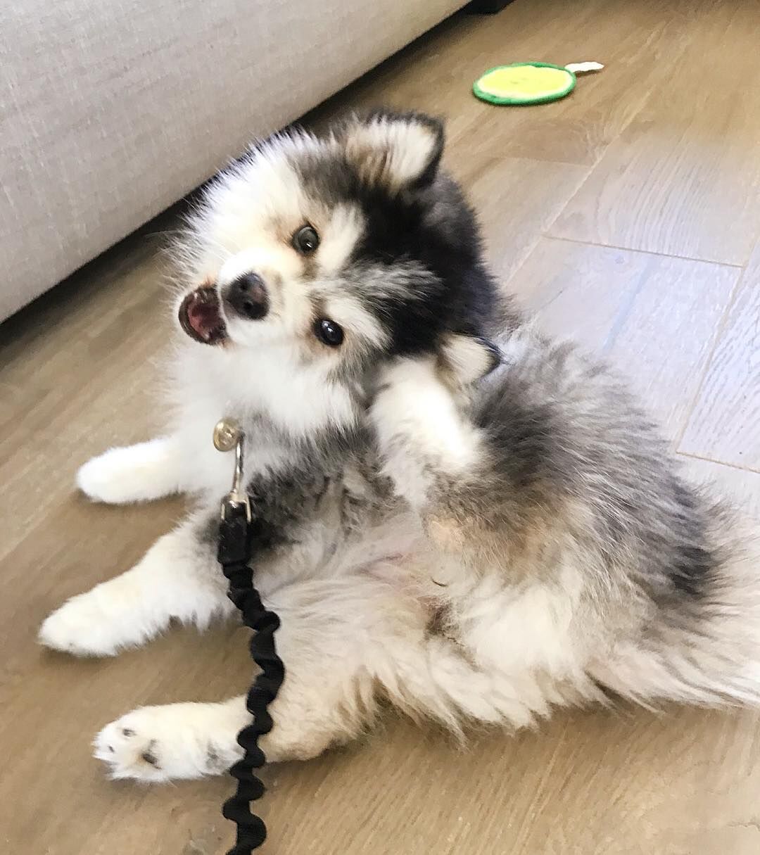Abu Dhabi, Pet Adoption, Gorgeous 14 Weeks Old Pomsky Puppy
