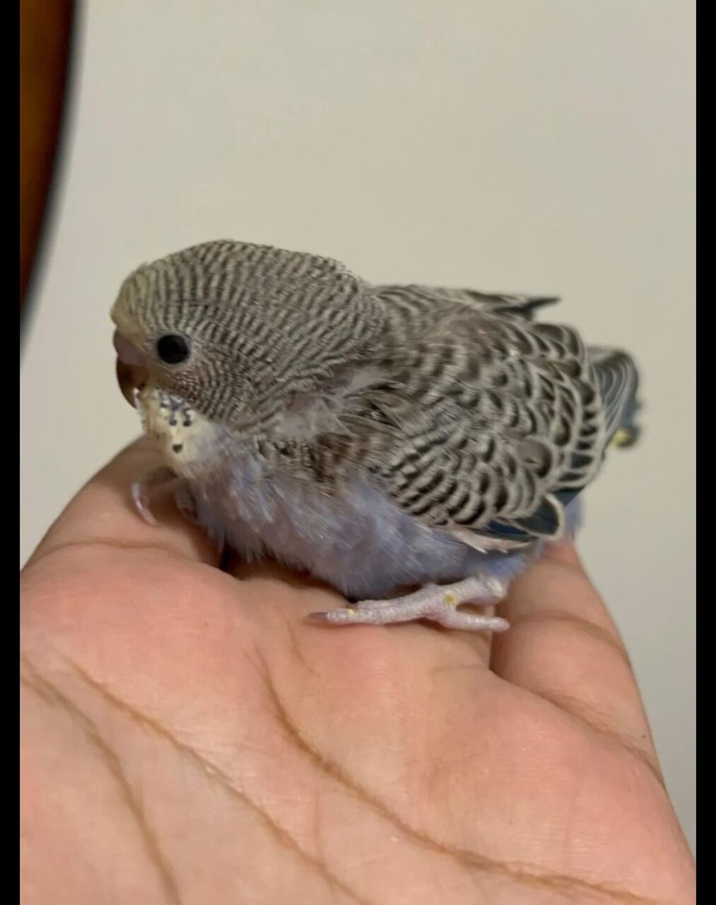 Al Hamra, Pet Supplies, SAR 85,  Beautiful Baby Budgie Chicks For Sale