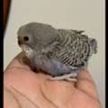 SAR 85,  Beautiful Baby Budgie Chicks For Sale