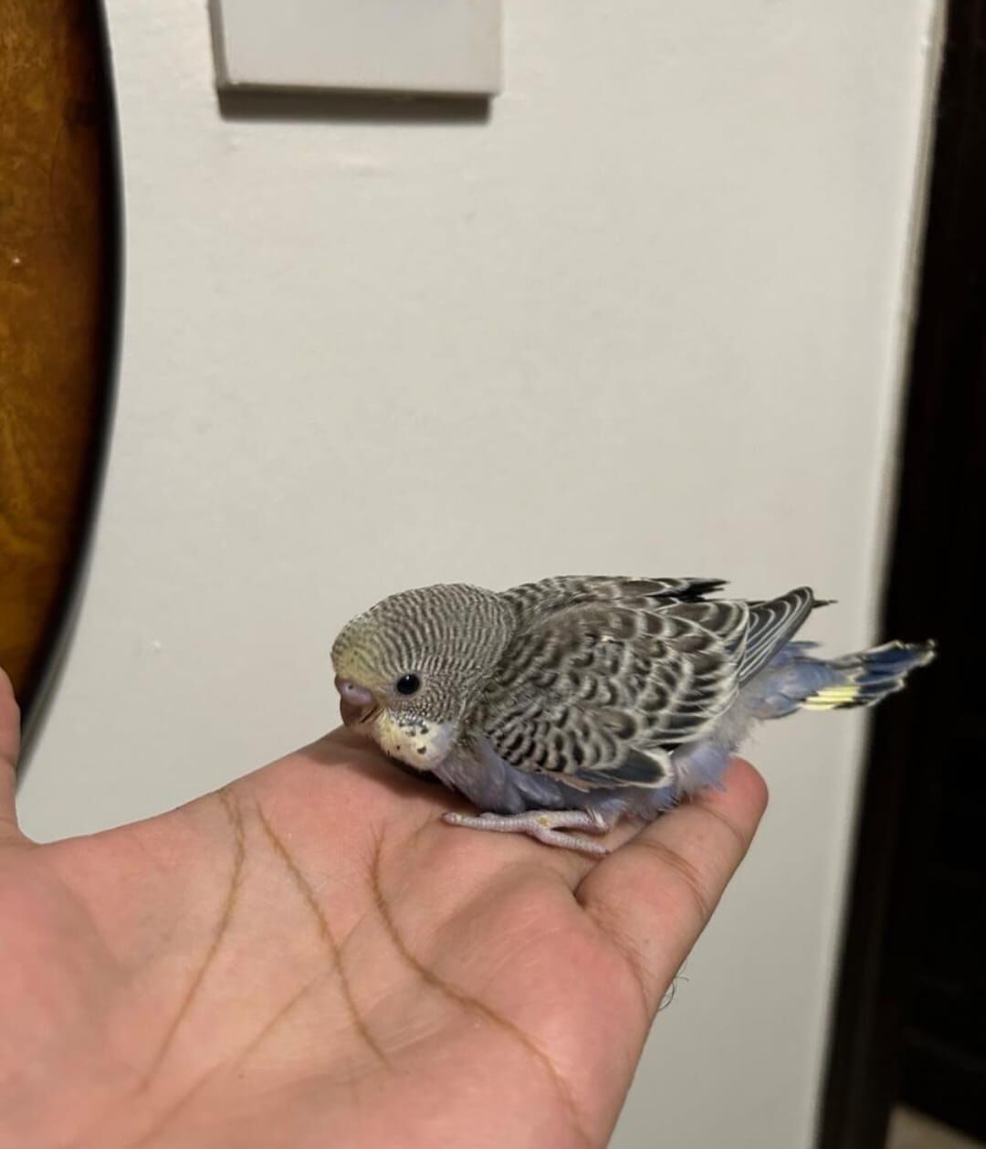 Al Hamra, Pet Supplies, SAR 85,  Beautiful Baby Budgie Chicks For Sale