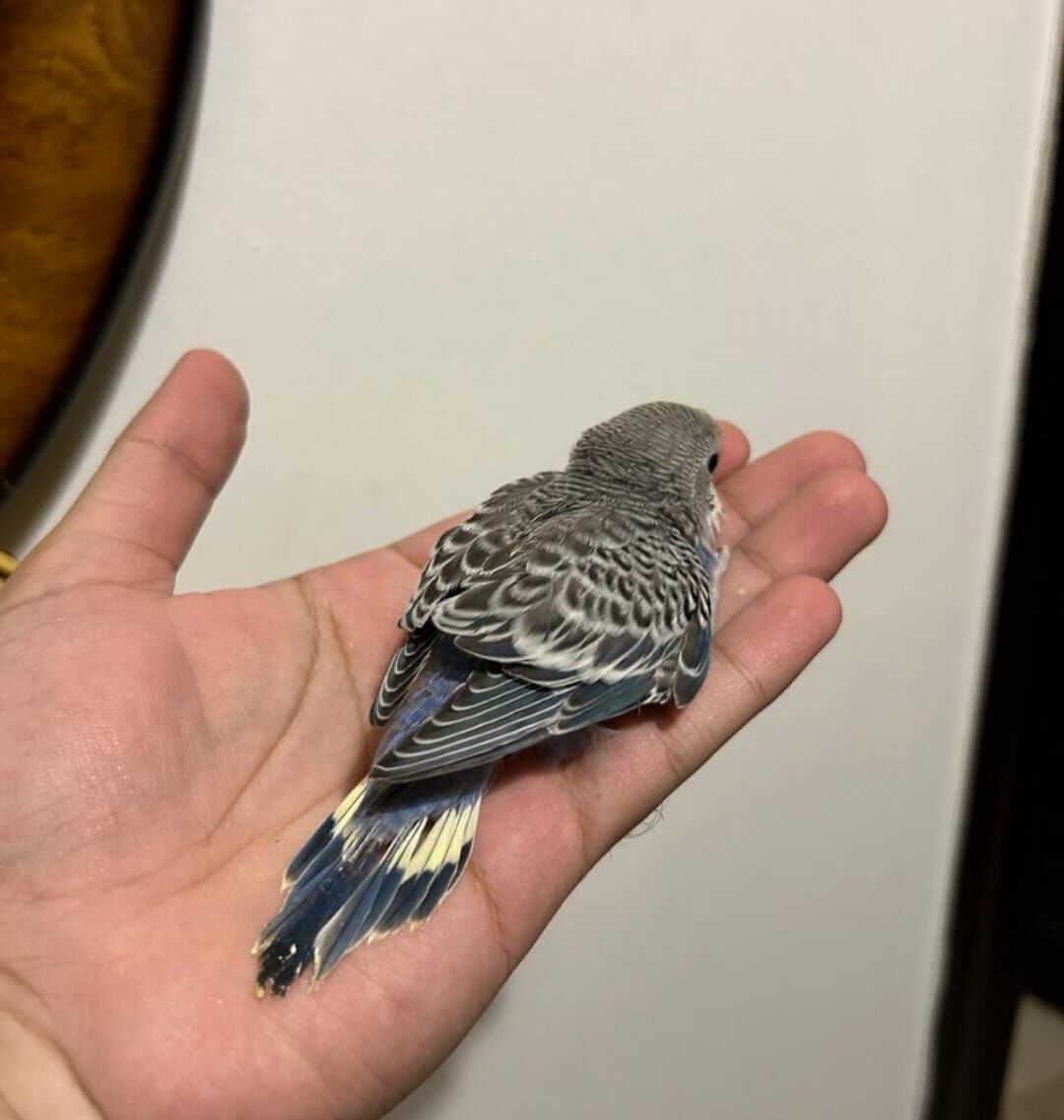 Al Hamra, Pet Supplies, SAR 85,  Beautiful Baby Budgie Chicks For Sale