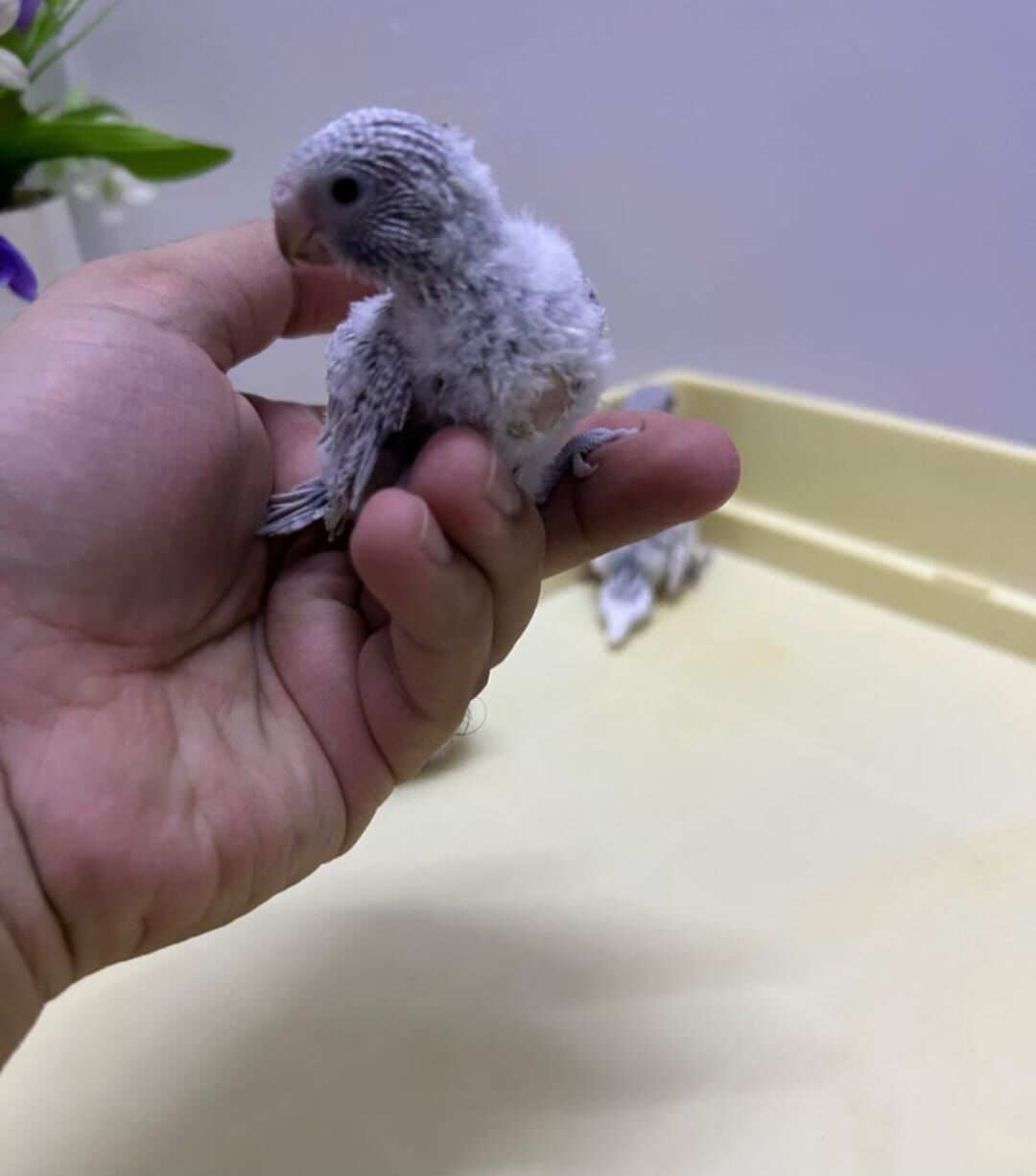 Al Hamra, Pet Supplies, SAR 85,  Beautiful Baby Budgie Chicks For Sale