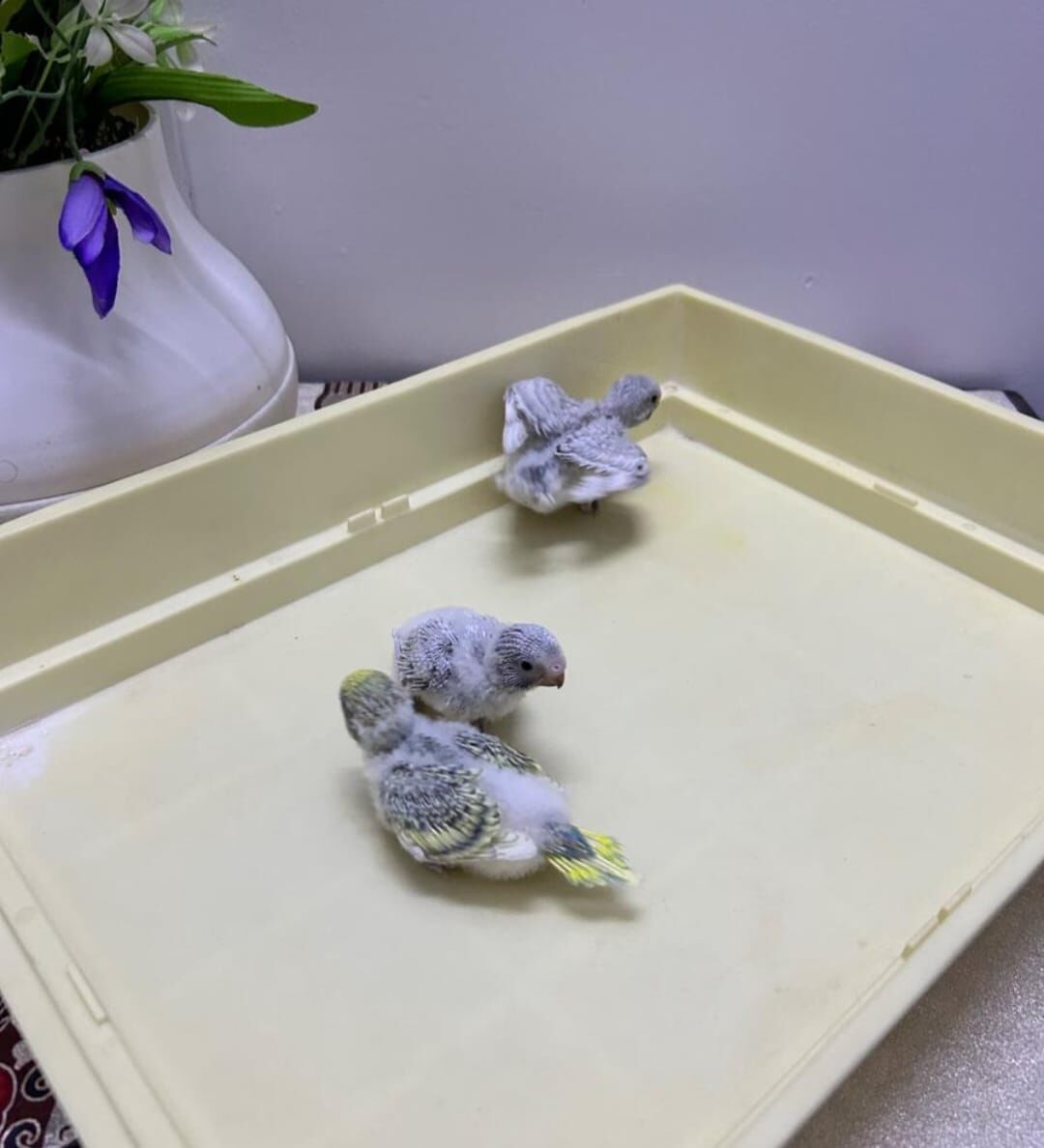 Al Hamra, Pet Supplies, SAR 85,  Beautiful Baby Budgie Chicks For Sale