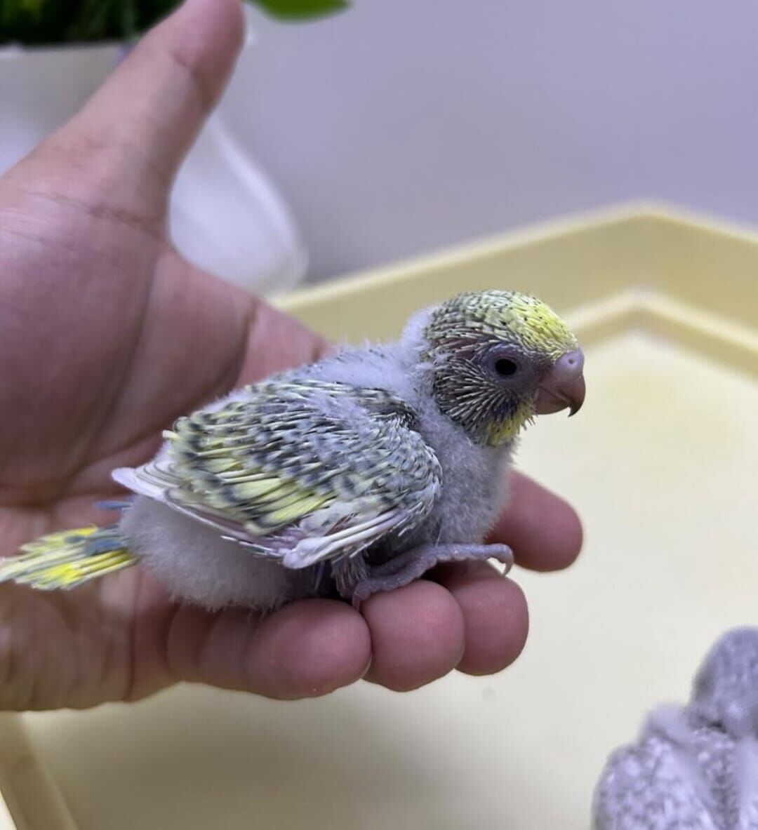 Al Hamra, Pet Supplies, SAR 85,  Beautiful Baby Budgie Chicks For Sale