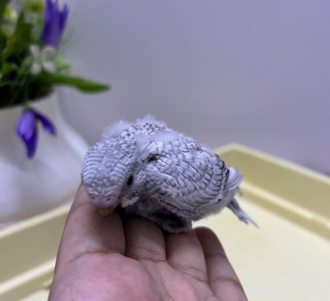 Al Hamra, Pet Supplies, SAR 85,  Beautiful Baby Budgie Chicks For Sale
