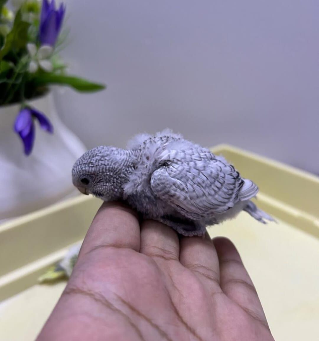 Al Hamra, Pet Supplies, SAR 85,  Beautiful Baby Budgie Chicks For Sale