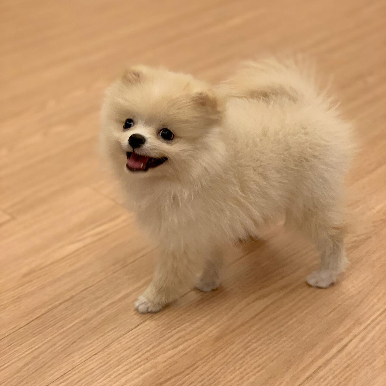 Jahra, Pet Adoption, Sweet 14 Weeks Old Pomeranian Puppy