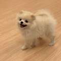 Sweet 14 Weeks Old Pomeranian Puppy