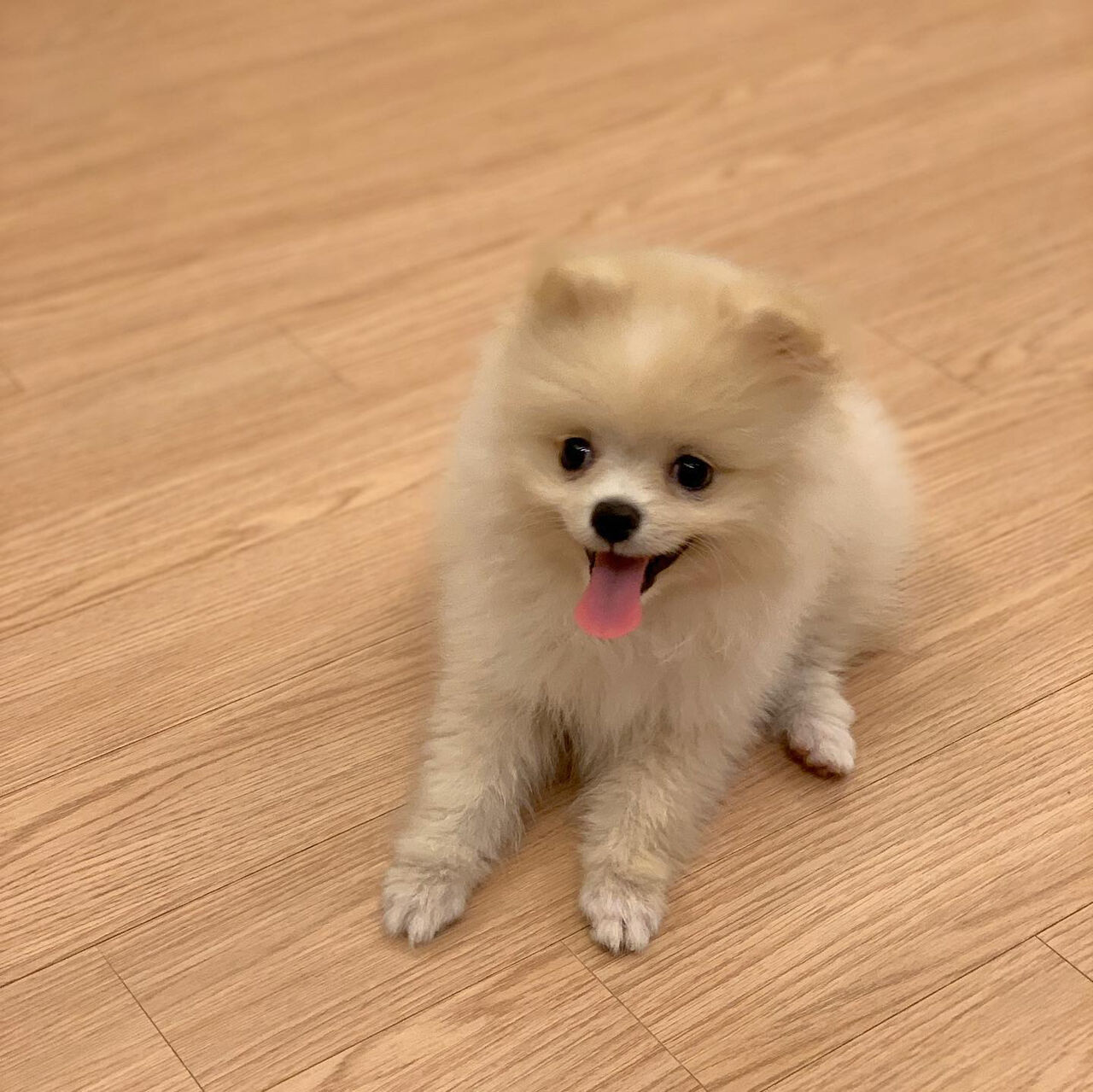 Jahra, Pet Adoption, Sweet 14 Weeks Old Pomeranian Puppy