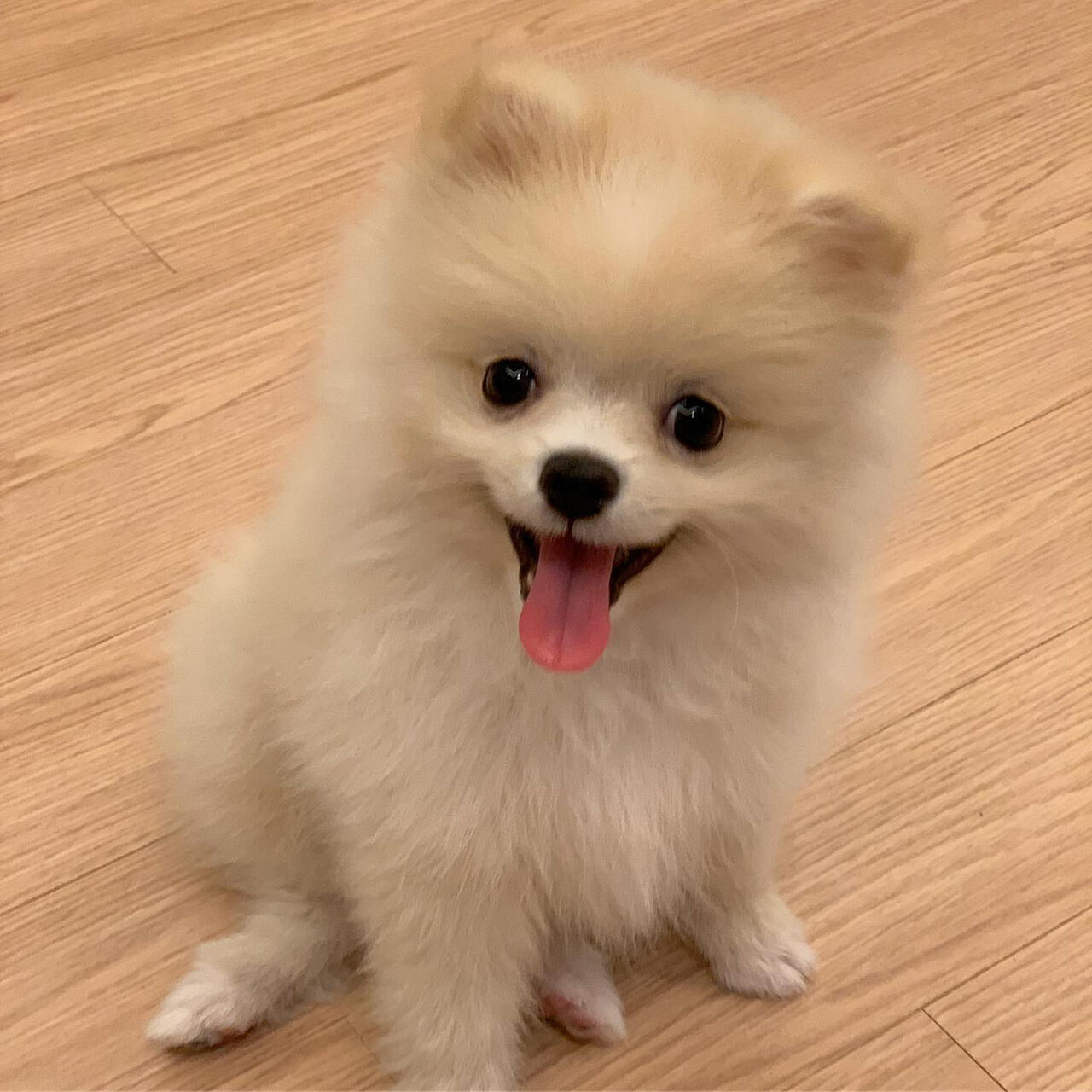 Jahra, Pet Adoption, Sweet 14 Weeks Old Pomeranian Puppy