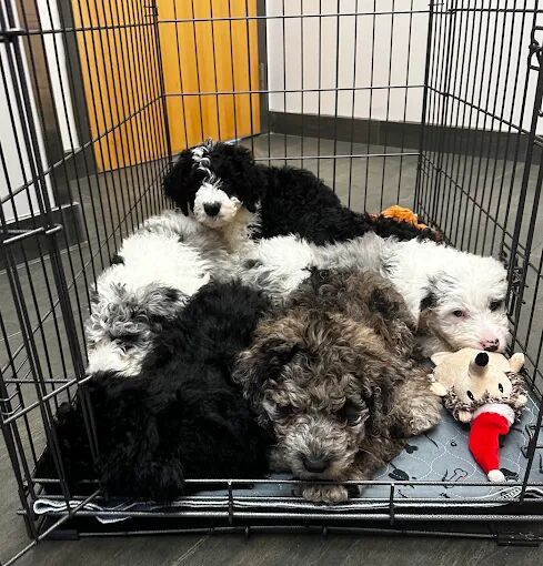 New York, Health, Lakeville Family Pet Clinic