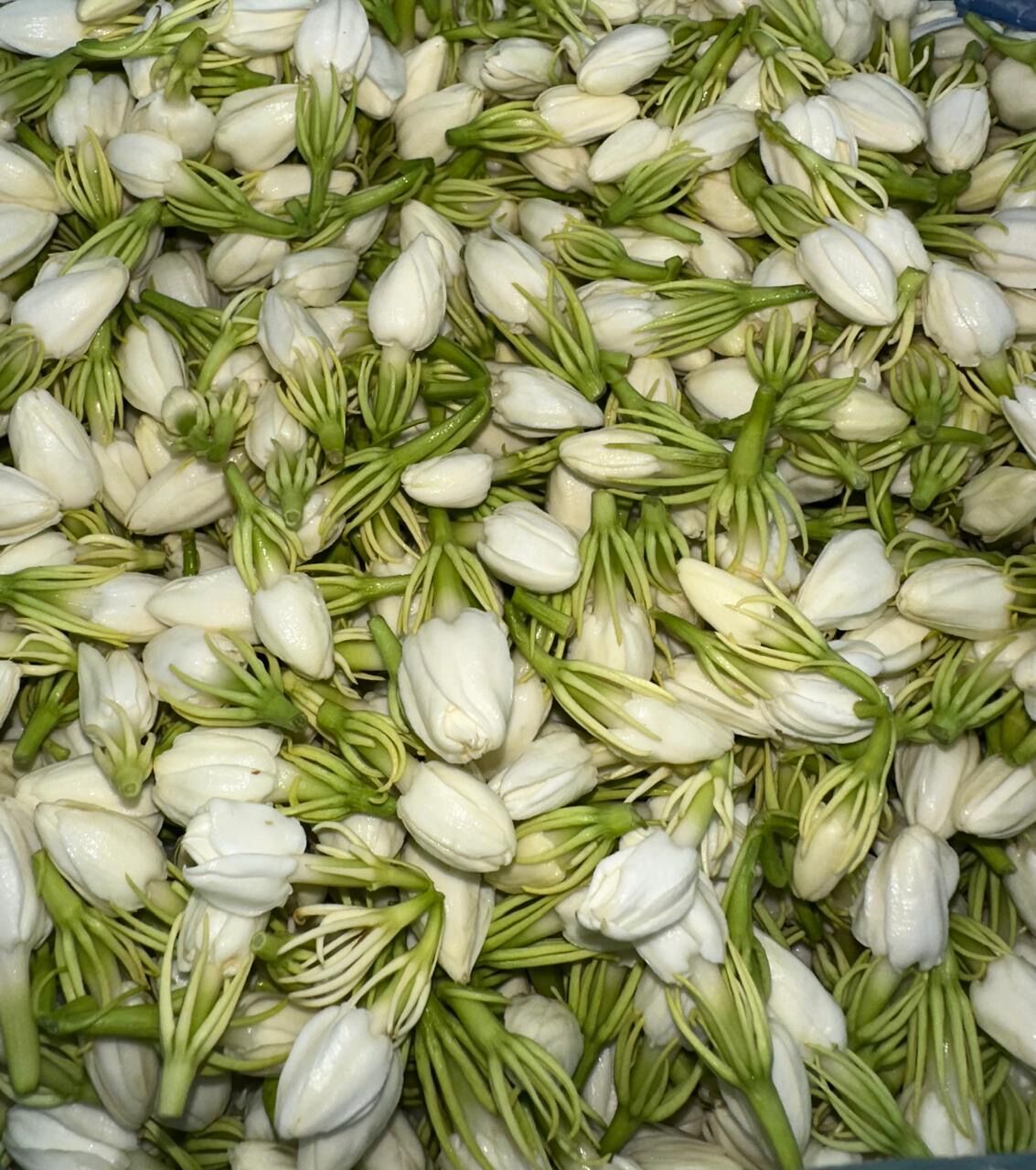 Jubail, Clothing & Accessories, SAR 20,  Fresh Jasmine (mogra)