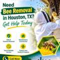Need Bee Removal In Houston, TX? Get Help Today