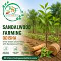 Sandalwood Farming Odisha