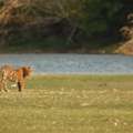 Luxury Wildlife Tours Maharashtra