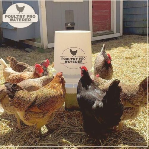 New York, Business, Poultry Pro Waterer