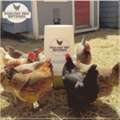 Poultry Pro Waterer