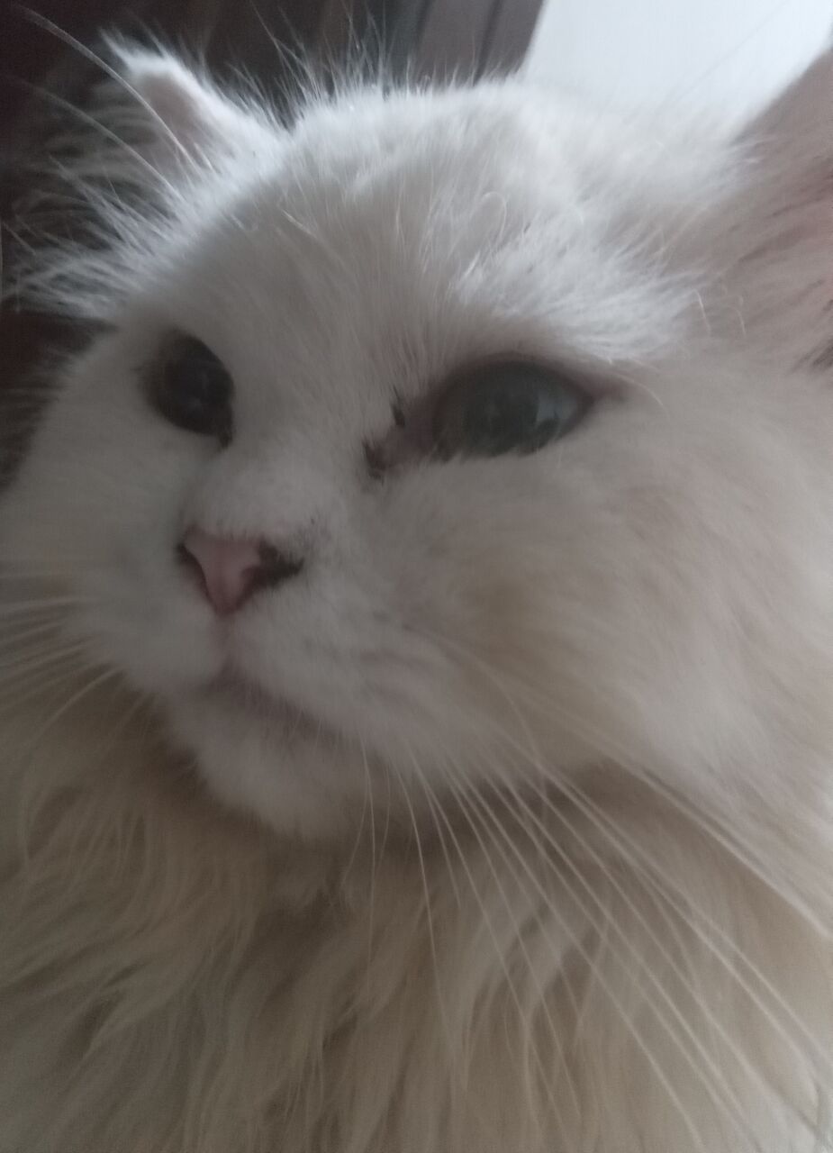 Riffa, Pet Adoption, Cat For Free Adoption