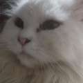 Cat For Free Adoption