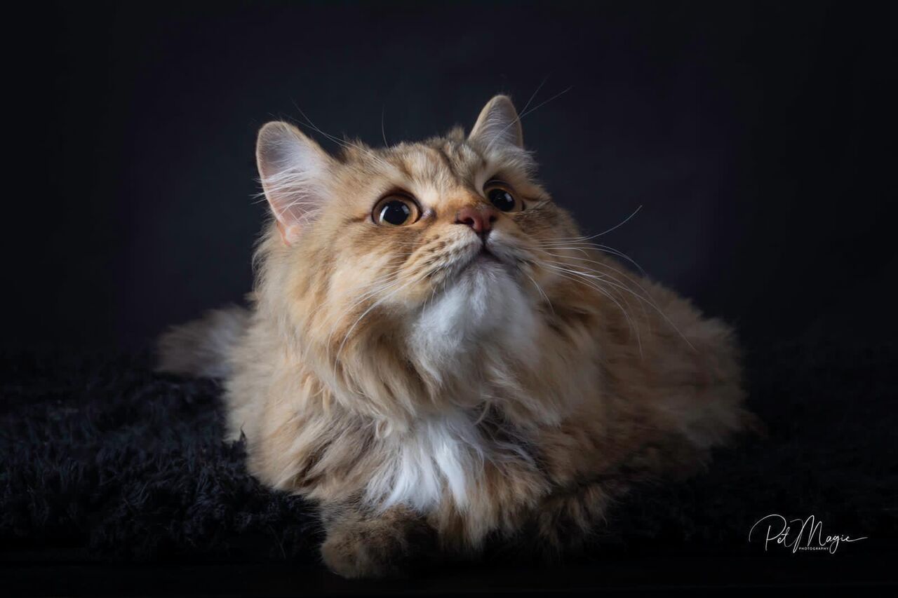 Amwaj Islands, Pet Adoption, Persian Cat 🐈 For Adoption