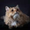 Persian Cat 🐈 For Adoption