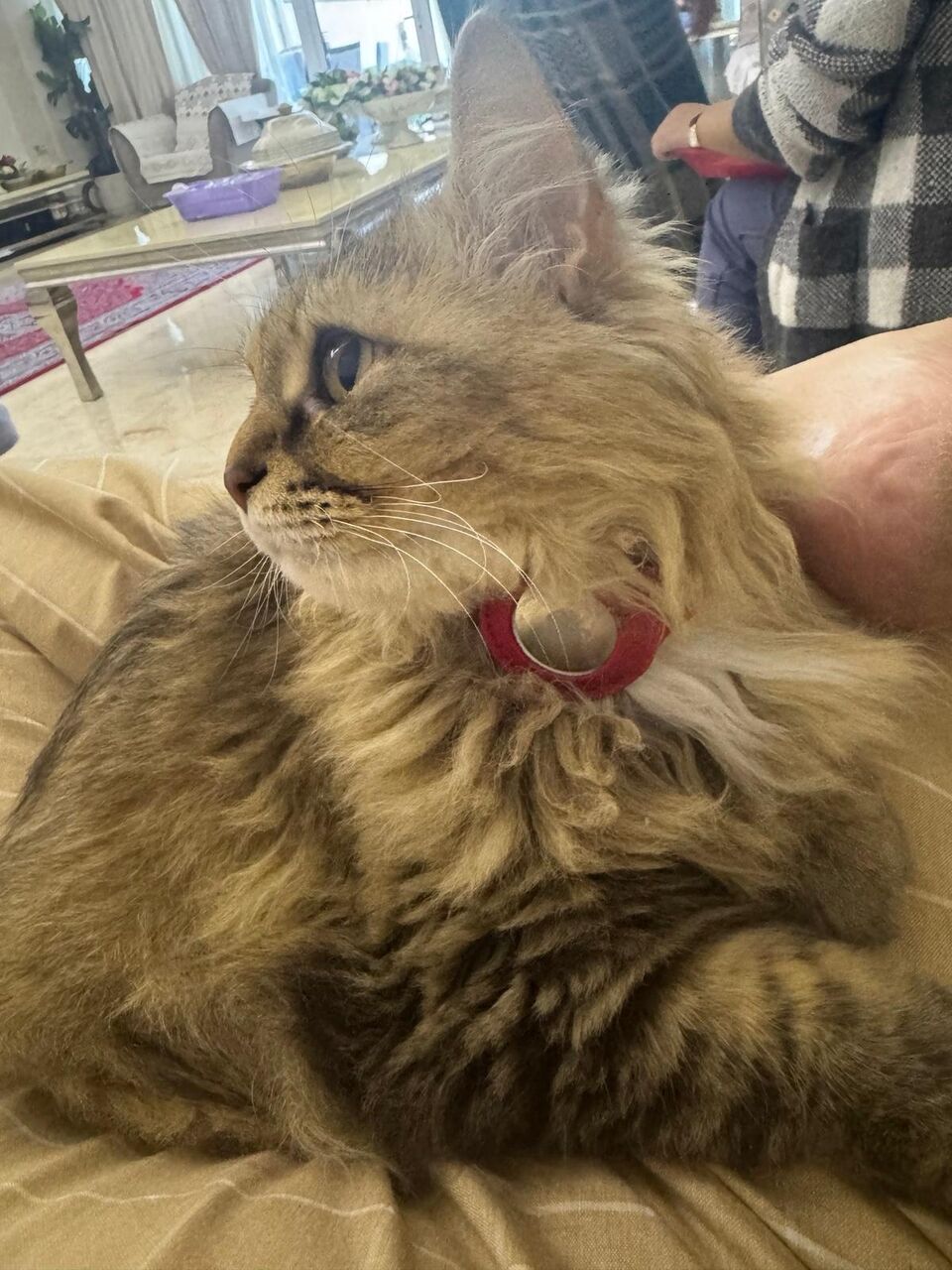 Amwaj Islands, Pet Adoption, Persian Cat 🐈 For Adoption