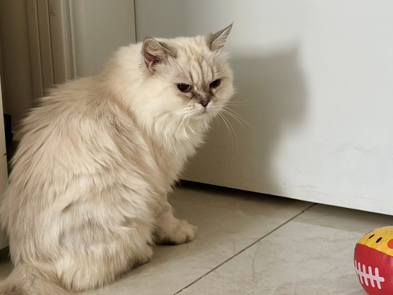 Riyadh, Pet Adoption, Adoption Call!