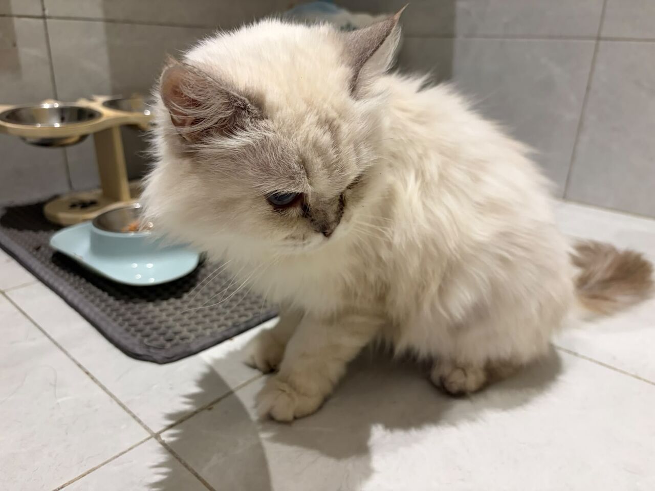 Riyadh, Pet Adoption, Adoption Call!