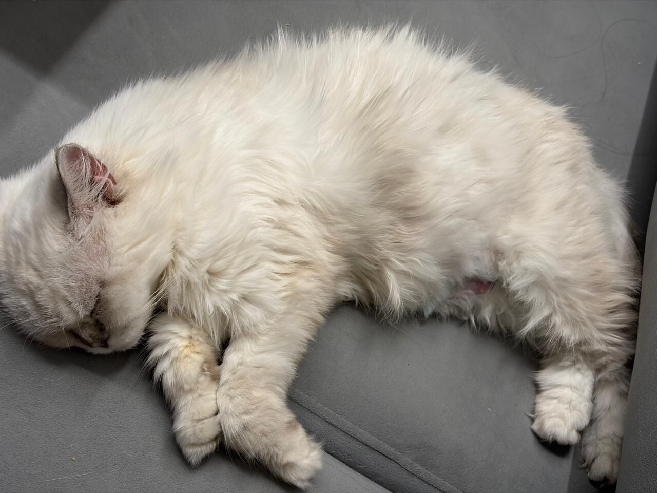Riyadh, Pet Adoption, Adoption Call!