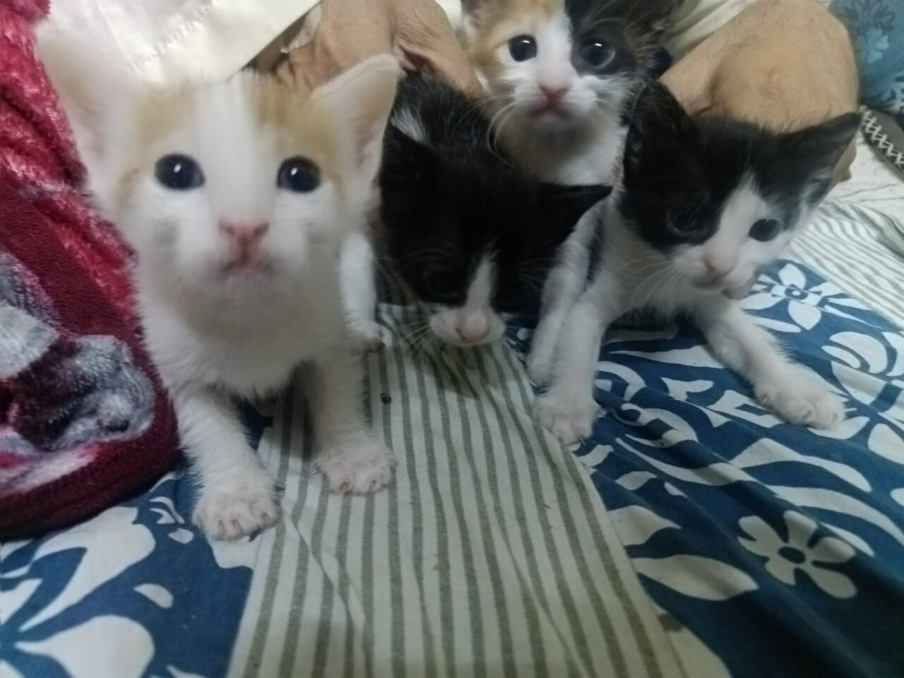 Jeddah, Free Items, 3 Cute Kittens Looking For Loving Homes &ndash; FREE