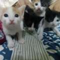 3 Cute Kittens Looking For Loving Homes &ndash; FREE