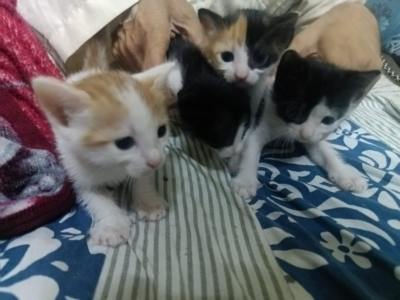 Jeddah, Free Items, 3 Cute Kittens Looking For Loving Homes &ndash; FREE